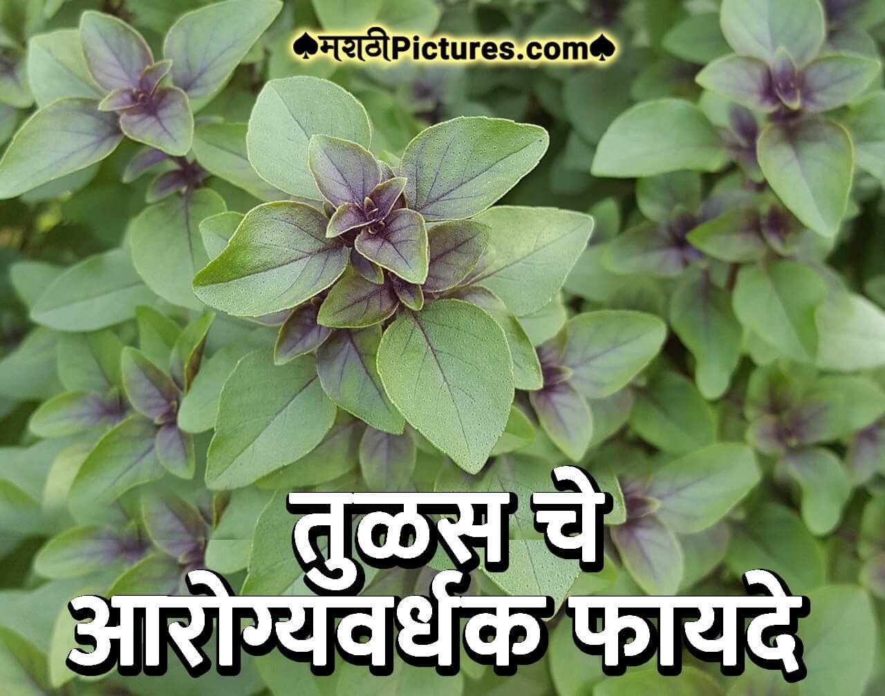 Tulsi 