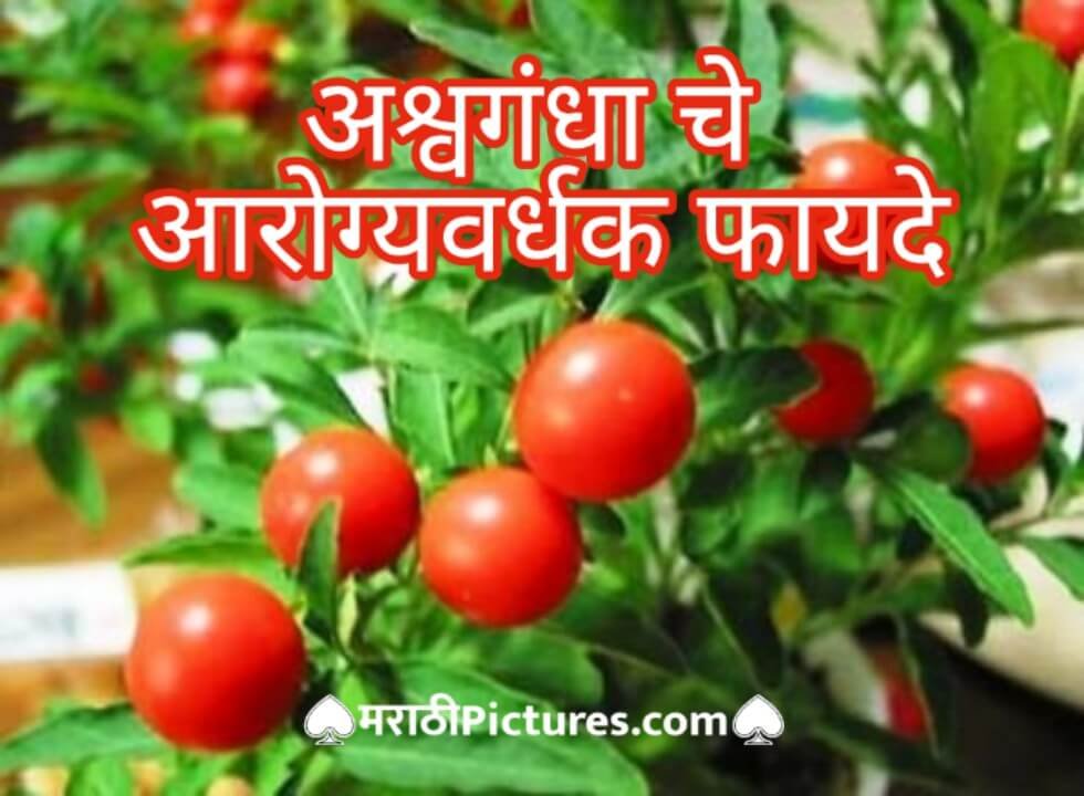 Ashwagandha Benefits in Marathi