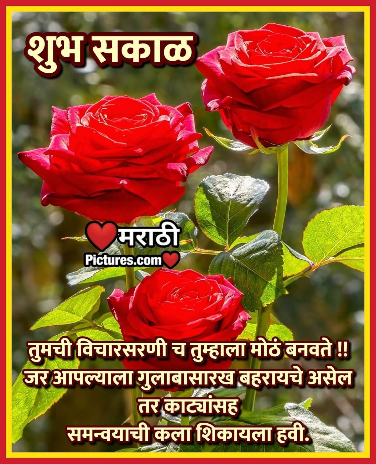 Shubh Sakal Suvichar Message With Rose